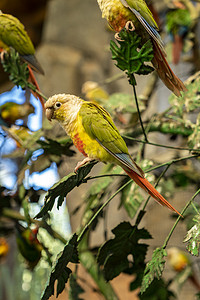 神雕山动物园白天鹦鹉景点旅游摄影图配图