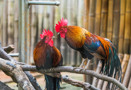 动物公鸡摄影照片_自然禽类动物原鸡公鸡摄影图配图