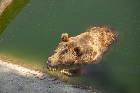 水里的熊下午棕熊动物园无摄影图配图