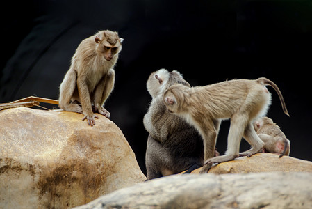 广州广州动物园三只北豚尾猴在石块上玩耍摄影图配图