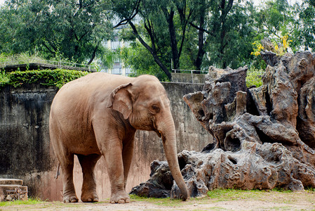 大象象摄影照片_广州广州动物园大象在地上游玩摄影图配图