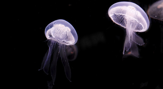 动物世界图摄影照片_海洋馆动物世界水母白天水母海洋馆飘摄影图配图