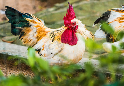 动物公鸡摄影照片_禽类动物公鸡自然家禽摄影图配图