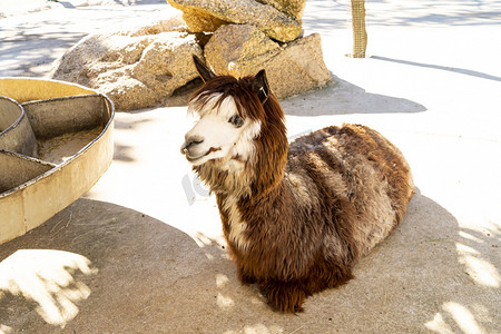 神雕山动物园白天羊驼景区旅游摄影图配图