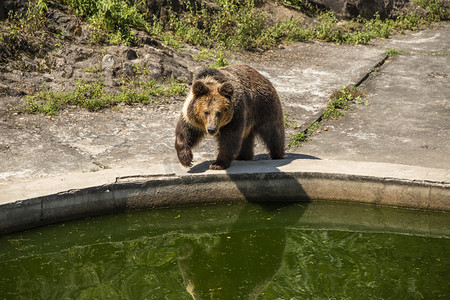 动漫水边摄影照片_水边的棕熊下午棕熊动物园无摄影图配图