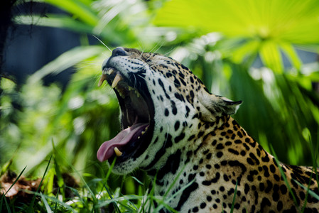 广州广州动物园美洲虎张开大口吼叫摄影图配图