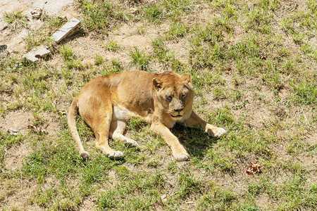 西霞口摄影照片_神雕山动物园白天非洲狮景点旅游摄影图配图