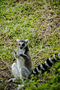 保护草地摄影照片_广州广州动物园一只环尾狐猴在草地上玩耍摄影图配图