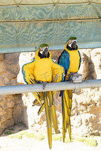 神雕山动物园白天鹦鹉景区旅游摄影图配图