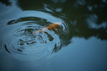 鱼儿漏出水面摄影照片_水里的锦鲤下午锦鲤湖面无摄影图配图