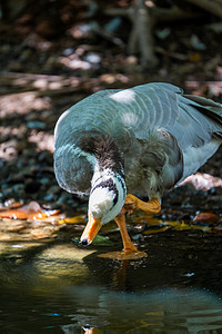 禽类自然动物斑头雁雁鹅摄影图配图