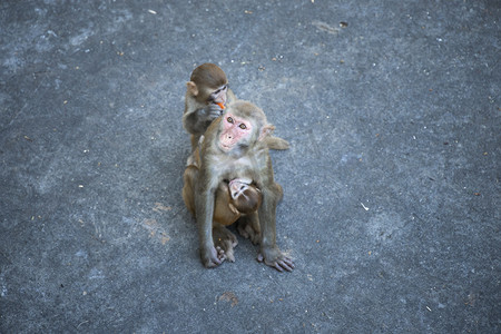 动物园里的猴子下午猴子动物园无摄影图配图
