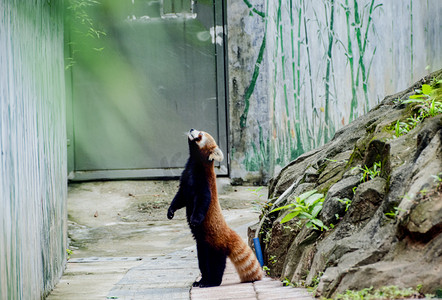 红金摄影照片_广州广州动物园一只红熊猫直立在地上觅食摄影图配图