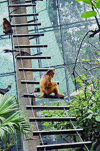 广州广州动物园一只金丝猴在木梯上嬉戏摄影图配图