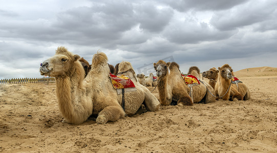 骆驼上午骆驼秋季素材摄影图配图