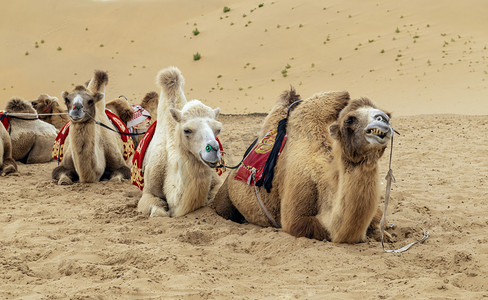 银肯塔拉骆驼上午骆驼秋季素材摄影图配图