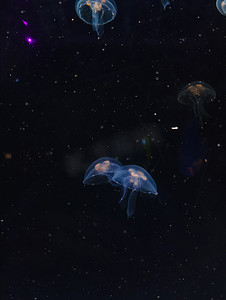 水母海底世界海洋馆动物白天水母海洋馆飘摄影图配图