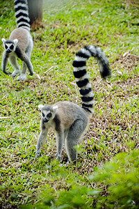 异兽魔都摄影照片_广州广州动物园两只环尾狐猴在草地玩耍摄影图配图