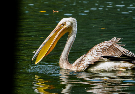 鸟类动物湖中自然鹈鹕摄影图配图