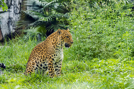 广州广州动物园一只金钱豹在草地里狩猎摄影图配图