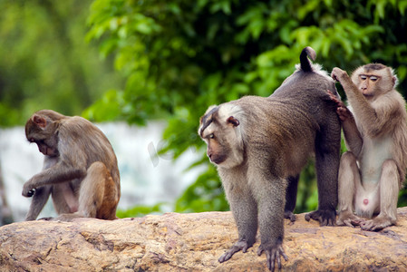 广州广州动物园三只北豚尾猴在大石块上玩耍摄影图配图