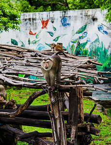 广州广州动物园一只北豚尾猴在木架上观望摄影图配图