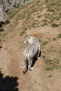 神雕山动物园白天白老虎景区旅游摄影图配图