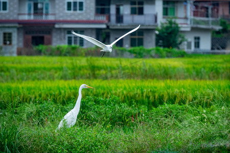 白鹭飞翔夏天的清晨两只鹭鸶乡村田野飞翔摄影图配图