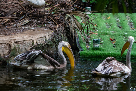 湿地鸟类摄影照片_自然鸟类动物湿地鹈鹕摄影图配图