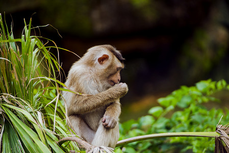 广州广州动物园一只北豚尾猴坐在植物上眺望摄影图配图
