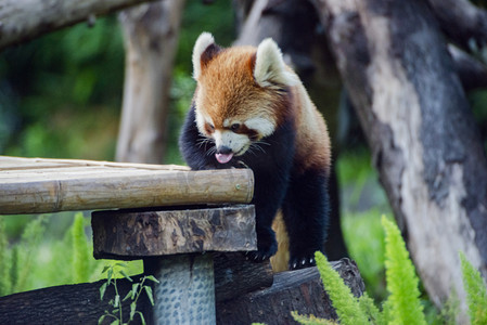 广州广州动物园一只小熊猫在木架上玩耍摄影图配图