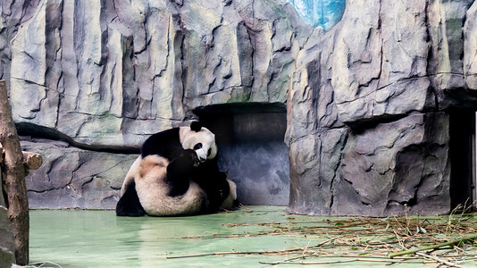 国宝熊猫中午两只熊猫动物园玩耍摄影图配图