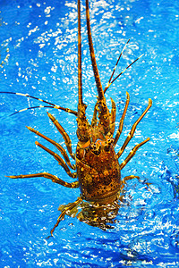 双拼龙虾摄影照片_澳洲龙虾海洋水产龙虾海洋生物创意摄影图配图