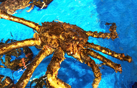 螃蟹和螃蟹篓子摄影照片_螃蟹水产帝王蟹海洋水产蓝色背景摄影图配图
