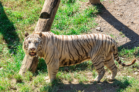动物世界白日白虎动物园内站立摄影图配图