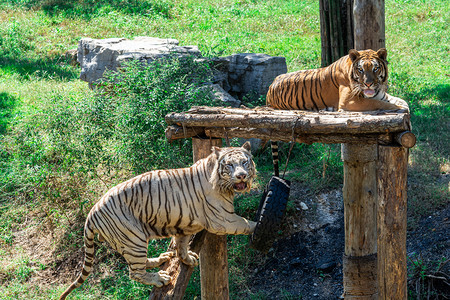 动物世界白天两只老虎动物园趴着摄影图配图