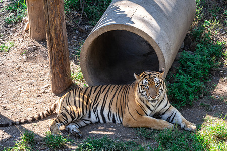 动物世界白天华南虎动物园内趴着摄影图配图