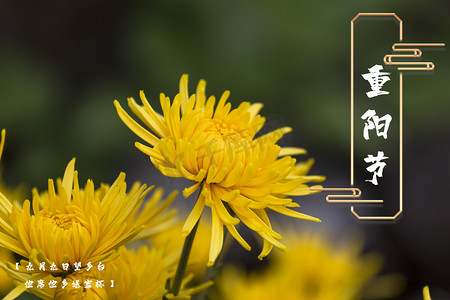 重阳黄色摄影照片_重阳节白天菊花室内花朵摄影图配图