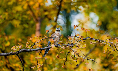 秋天自然风光白昼喜鹊户外喜鹊站在枝头摄影图配图