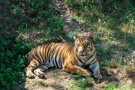 动物白天老虎动物园内趴着摄影图配图