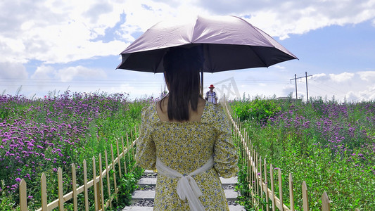 打伞美女行走在花海里背影