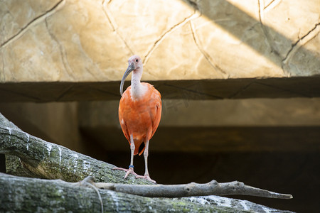 树上的火烈鸟下午火鸟动物园无摄影图配图