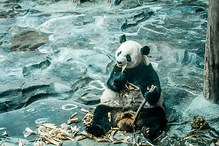 动物白日大熊猫动物园进食摄影图配图