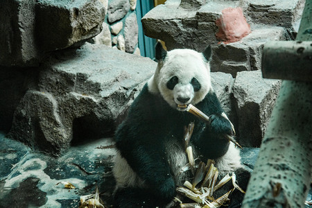 动物园熊猫摄影照片_动物世界白天大熊猫动物园吃摄影图配图