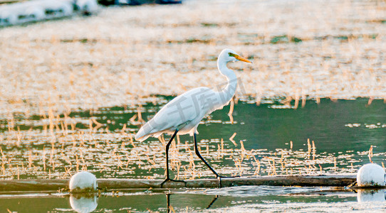 动物主题白昼白鹭湖泊湿地涉水摄影图配图