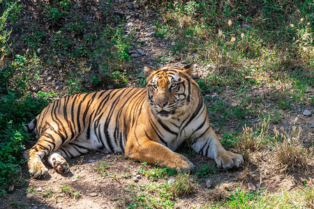 老虎动物园趴着摄影图配图个人vip和企业vip免费下载广州广州动物园