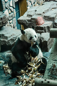 动物白日大熊猫动物园吃摄影图配图