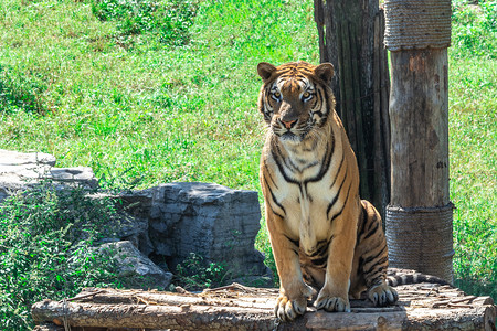动物世界白日老虎动物园蹲着摄影图配图