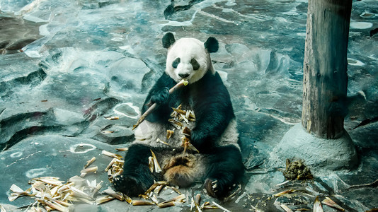 黑白摄影照片_动物世界白天大熊猫动物园进食摄影图配图