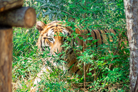国画老虎摄影照片_动物世界白日老虎树林里望着摄影图配图